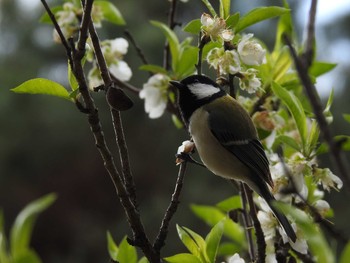 2019年3月31日(日) 京都御苑の野鳥観察記録