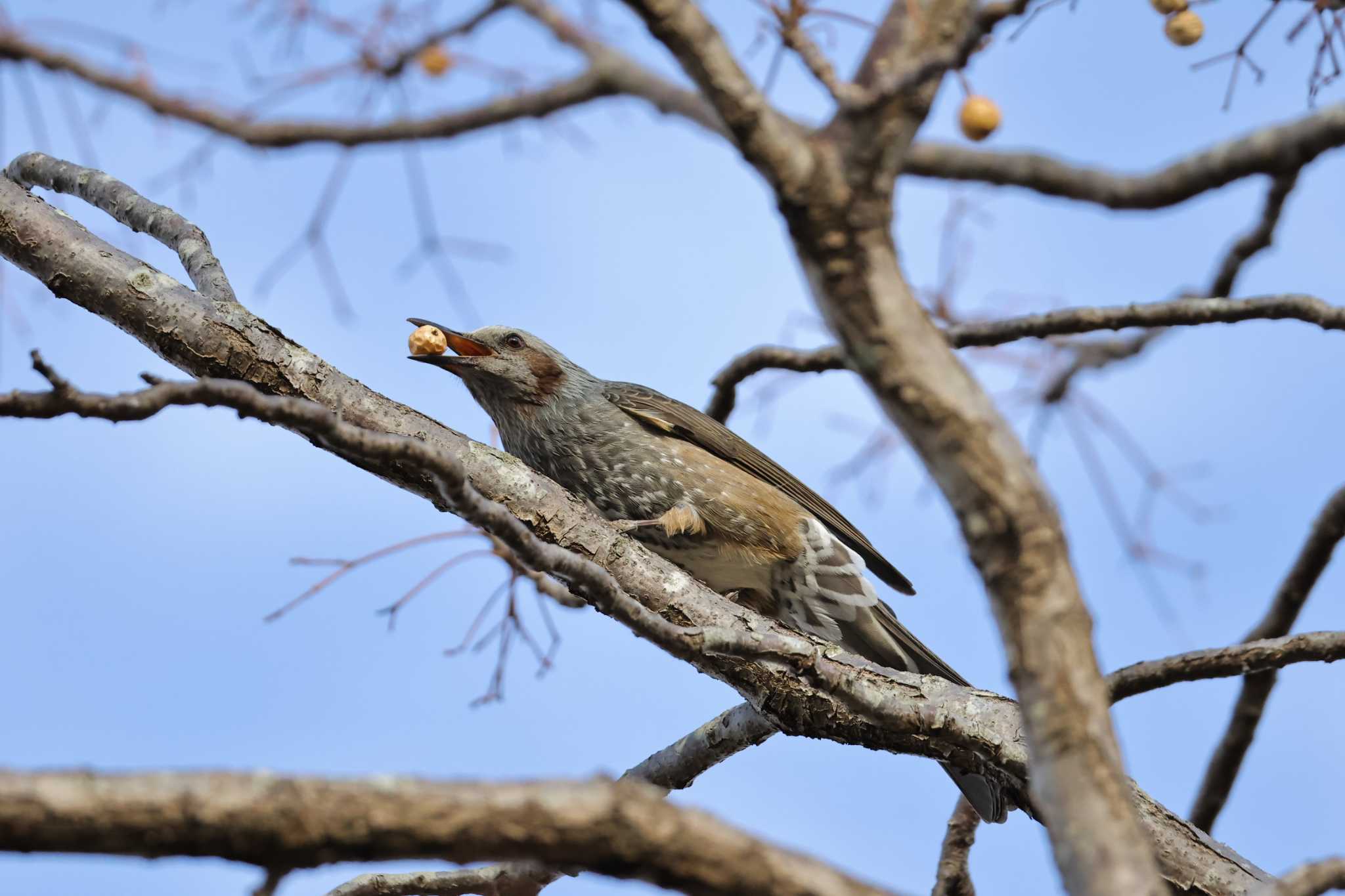 2025年1月26日(日) 多摩川(昭島)の野鳥観察記録 by 2025年1月26日(日) 多摩川(昭島)の野鳥観察記録 by