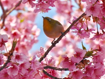 メジロ 思イ出ノ里付近 2019年3月15日(金)