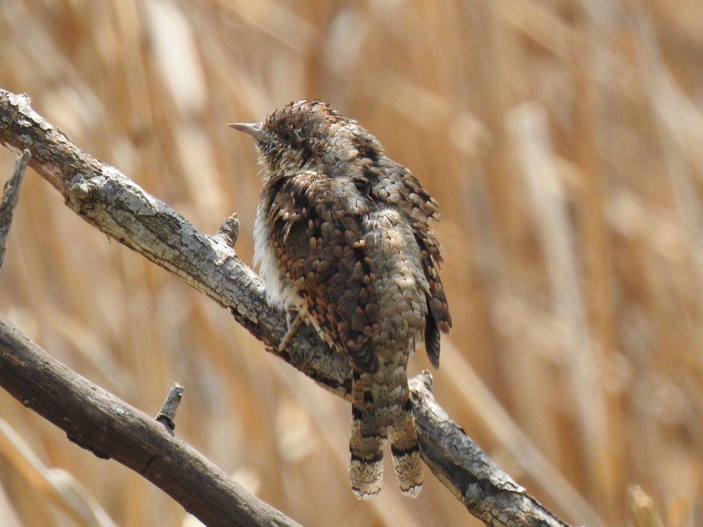 Photo of Eurasian Wryneck at 三橋総合公園 by なおんなおん