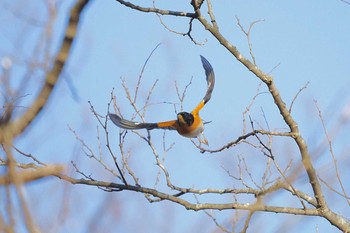 アトリ 大麻生野鳥の森公園 2019年3月31日(日)