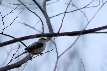 Long-tailed Tit Asaba Biotope Sun, 3/31/2019