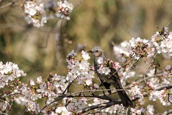 Sun, 3/31/2019 Birding report at Asaba Biotope