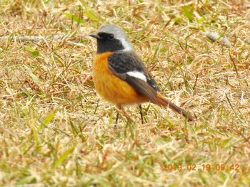 ジョウビタキ 秋ヶ瀬公園(ピクニックの森) 2019年2月19日(火)