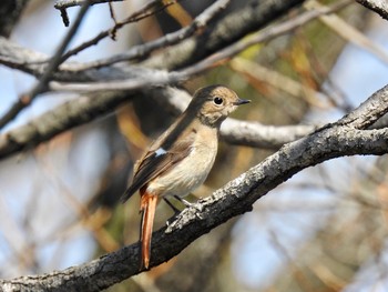 ジョウビタキ 三橋総合公園 2019年3月13日(水)