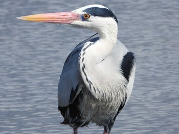 弥富野鳥園の野鳥情報 バードウォッチングならzoopicker