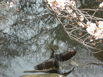 Sun, 3/31/2019 Birding report at 恩田川(高瀬橋付近)