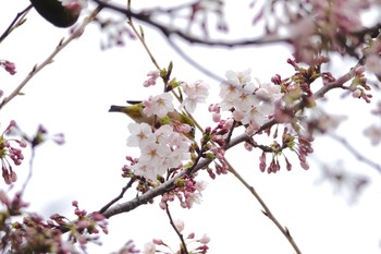 メジロ 場所が不明 2019年3月30日(土)