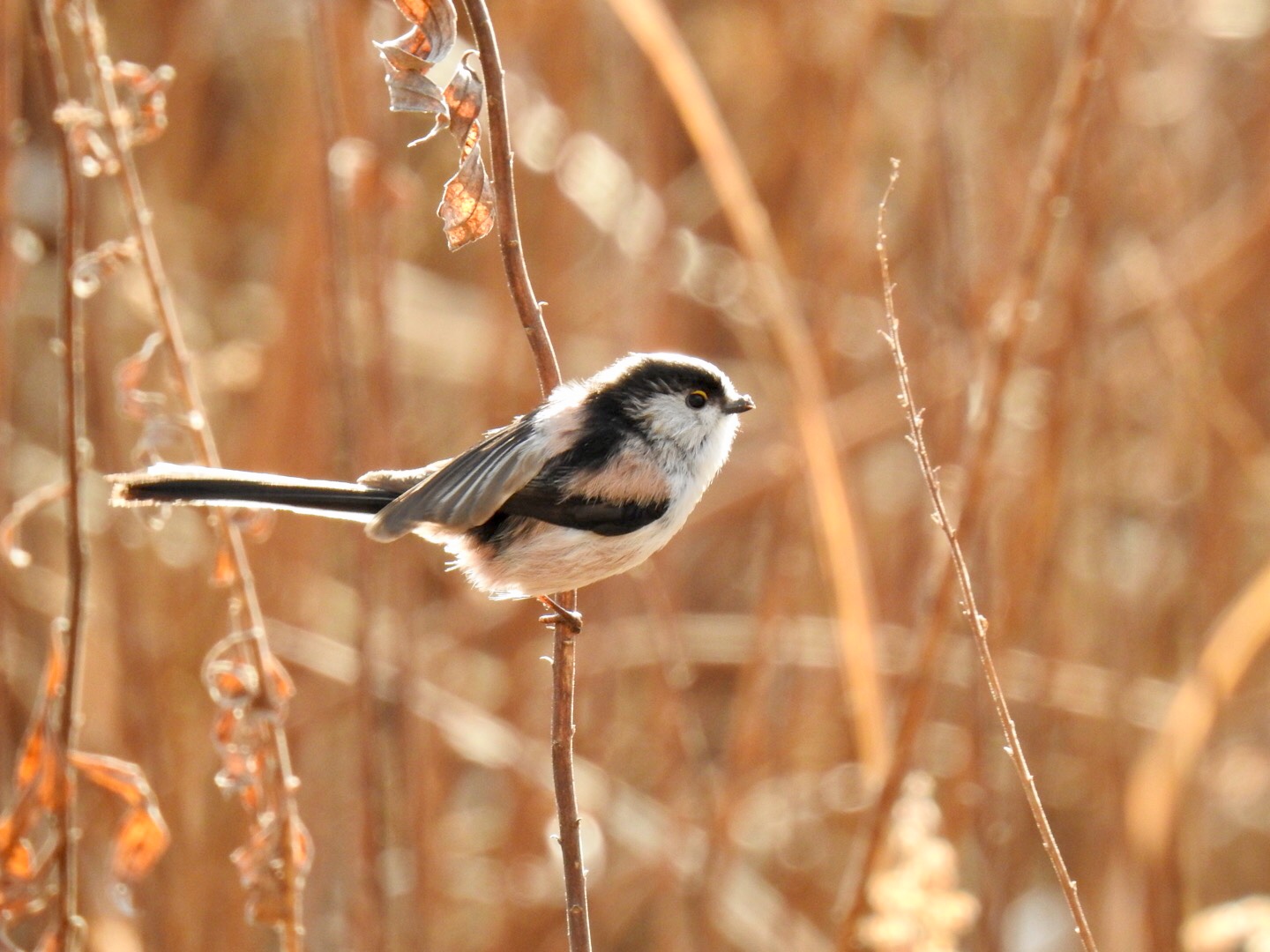 Photo of Long-tailed Tit at 桜草公園 by なおんなおん