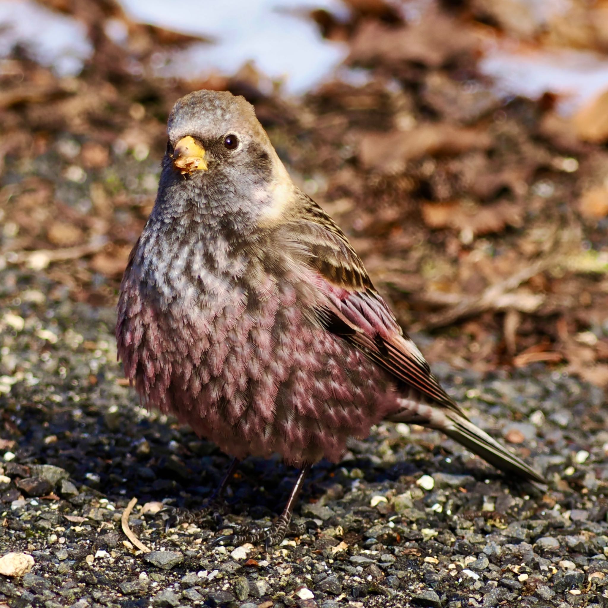 2025年1月29日(水) 六甲山の野鳥観察記録 by みーちゃん | ZooPicker 2025年1月29日(水) 六甲山の野鳥観察記録 by みーちゃん | ZooPicker