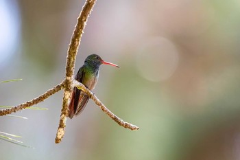 Rufous-tailed Hummingbird