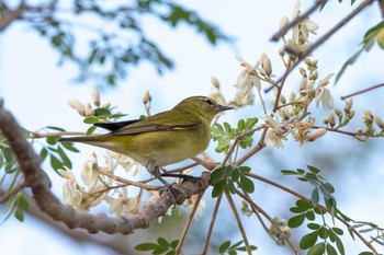 Tennessee Warbler El Chiru Thu, 1/10/2019