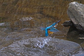 カワセミ 大栗川 2019年3月31日(日)