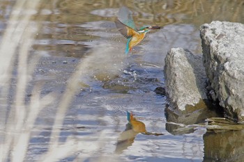 カワセミ 大栗川 2019年3月31日(日)