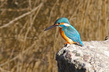 カワセミ 大栗川 2019年3月31日(日)