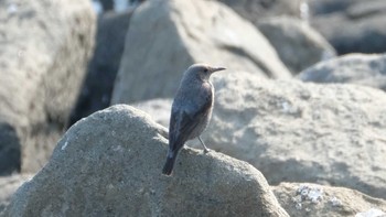 イソヒヨドリ 東京港野鳥公園 2019年3月31日(日)