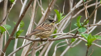 アオジ 東京港野鳥公園 2019年3月31日(日)