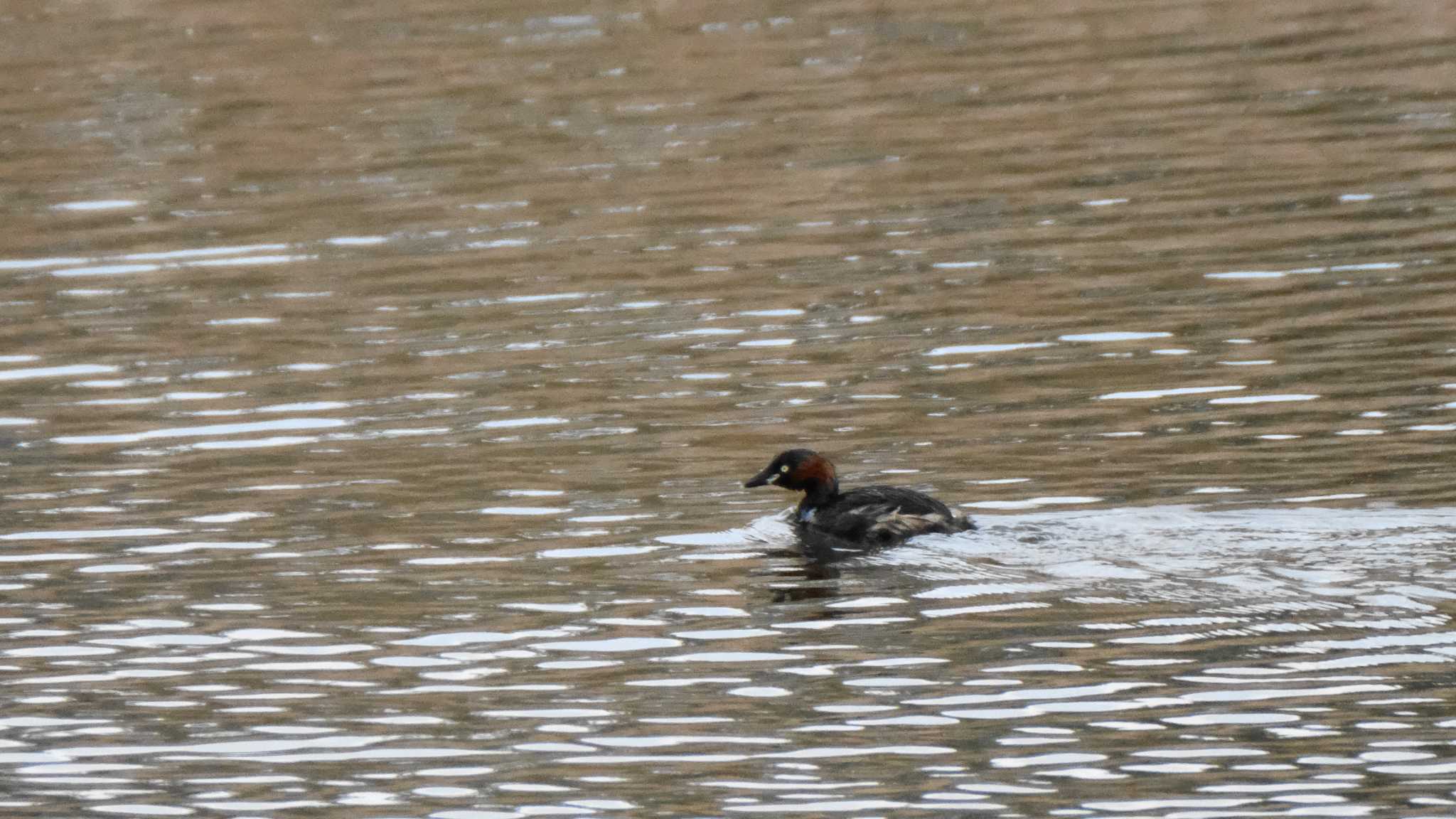 東京港野鳥公園 カイツブリの写真 by ko1smr