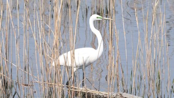 コサギ 東京港野鳥公園 2019年3月31日(日)