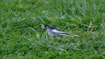 ハクセキレイ 東京港野鳥公園 2019年3月31日(日)