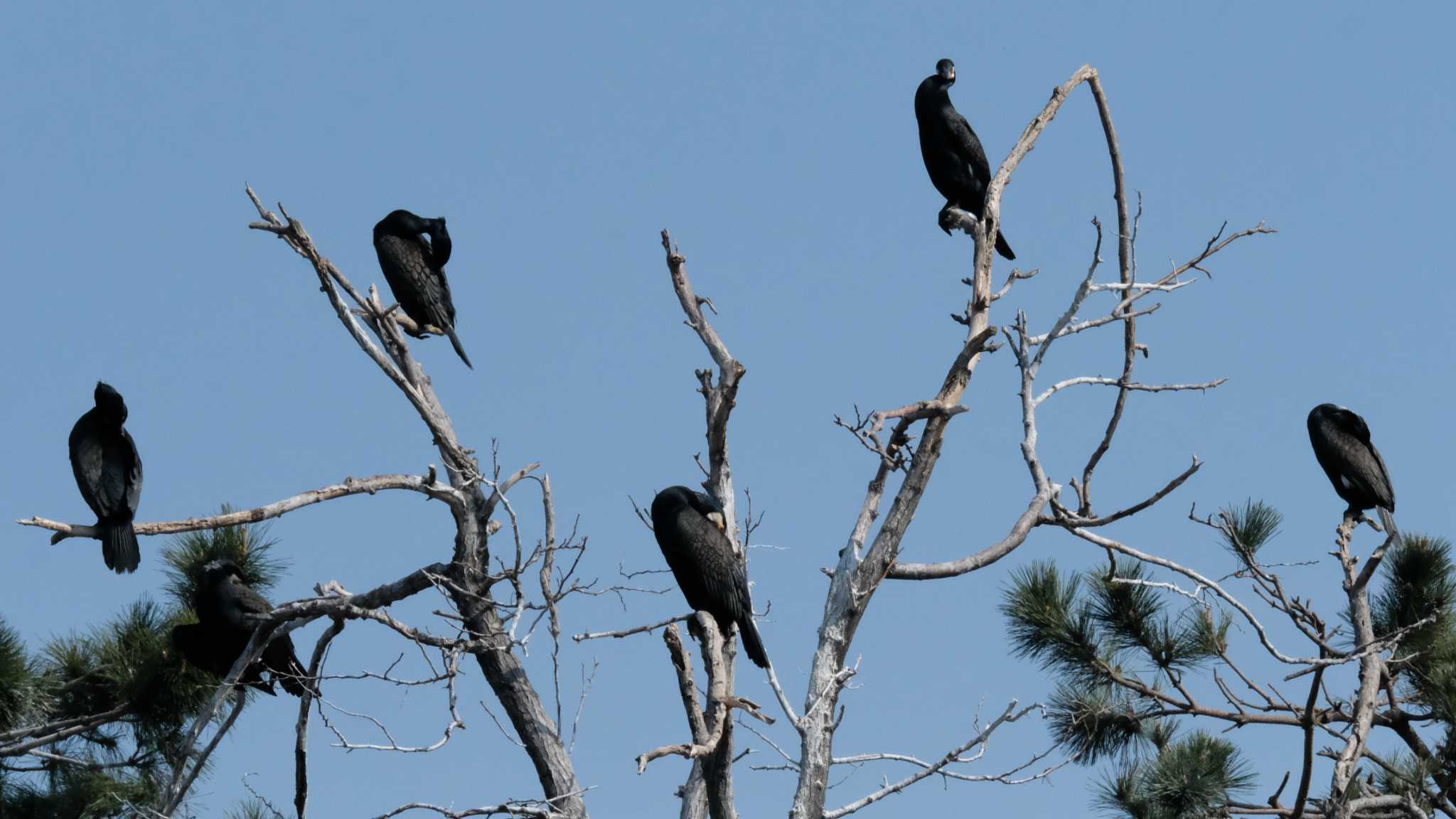 東京港野鳥公園 カワウの写真 by ko1smr