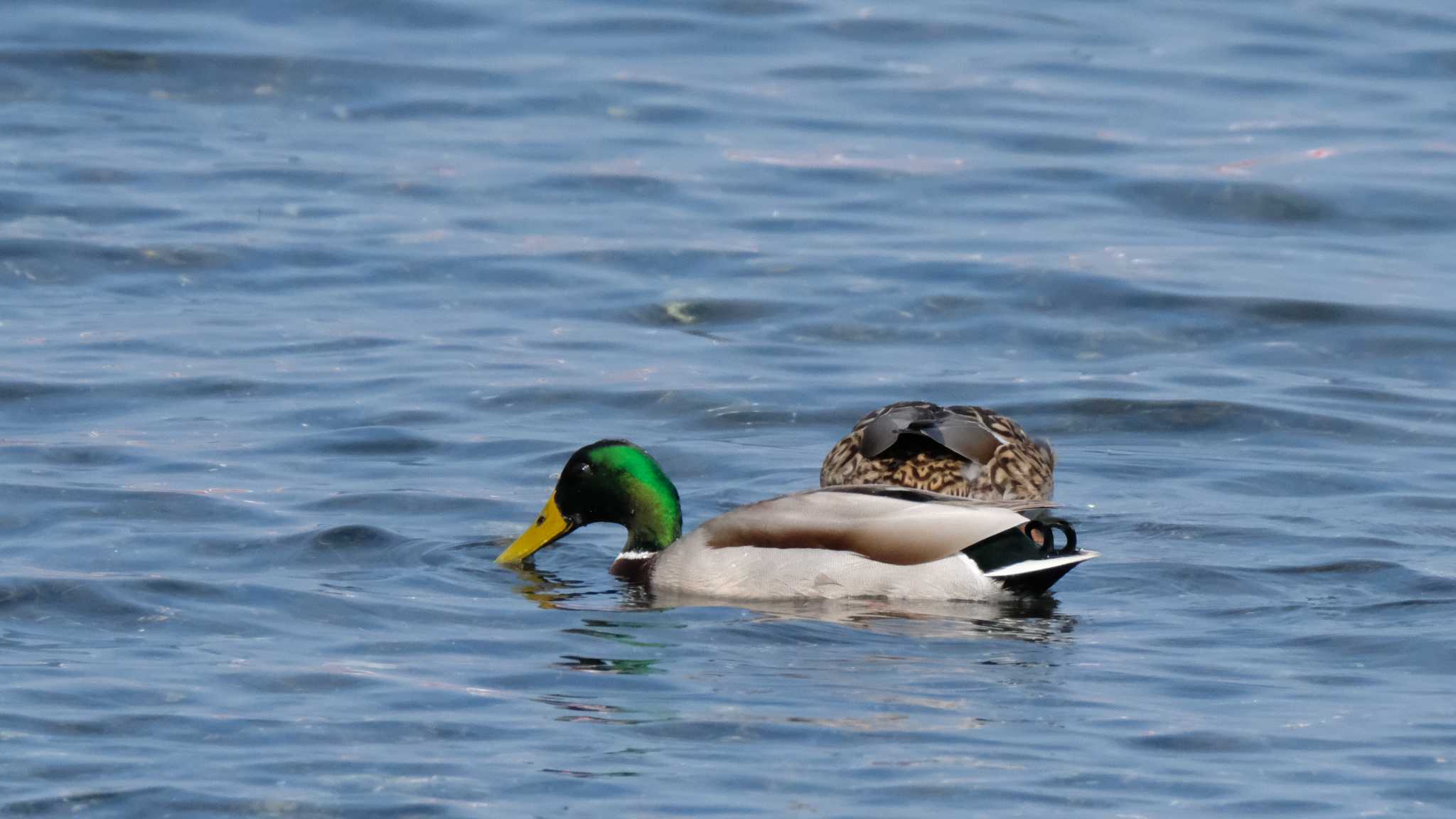 東京港野鳥公園 マガモの写真 by ko1smr