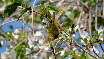 メジロ 東京港野鳥公園 2019年3月31日(日)