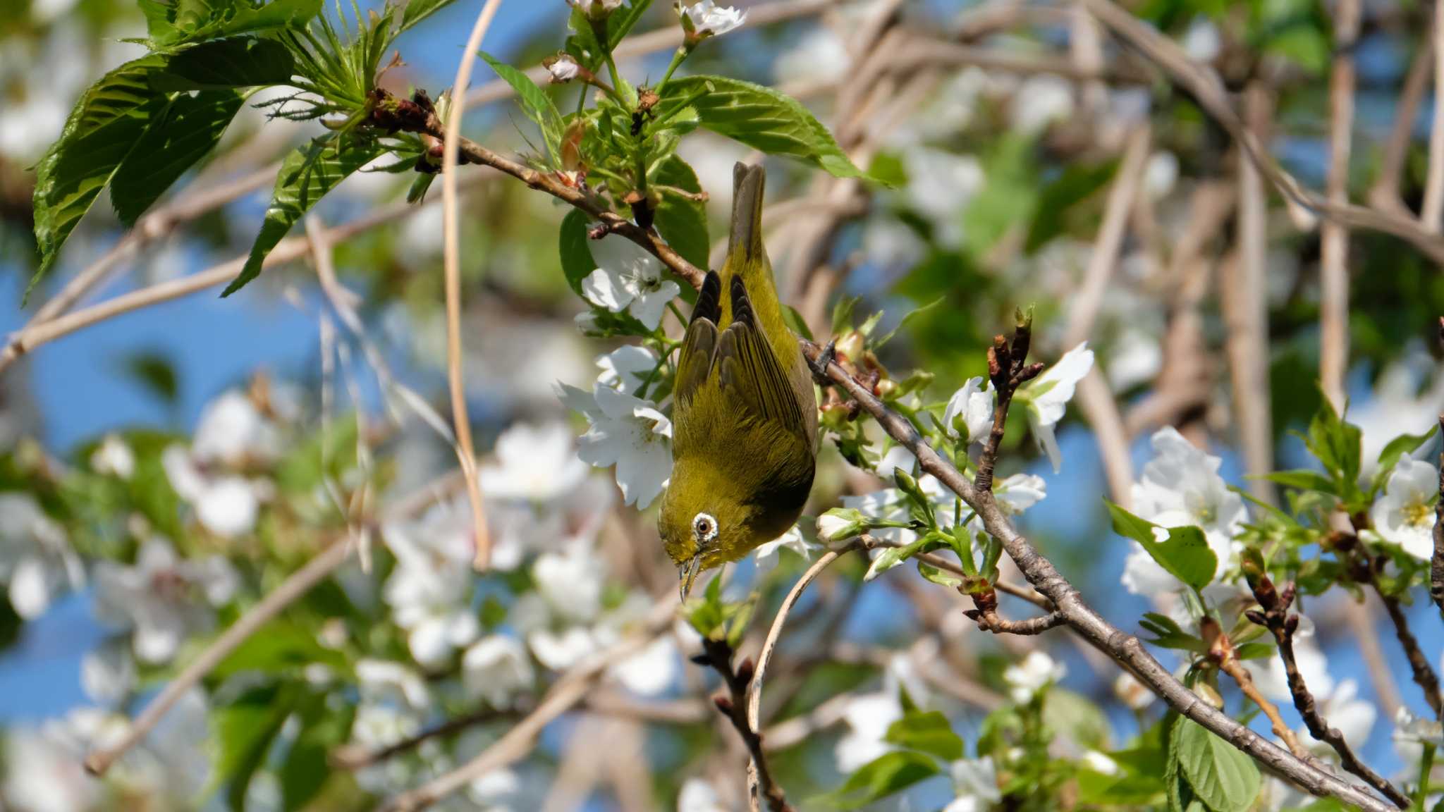 東京港野鳥公園 メジロの写真 by ko1smr