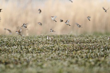 スズメ 浮島ヶ原自然公園 2019年3月17日(日)