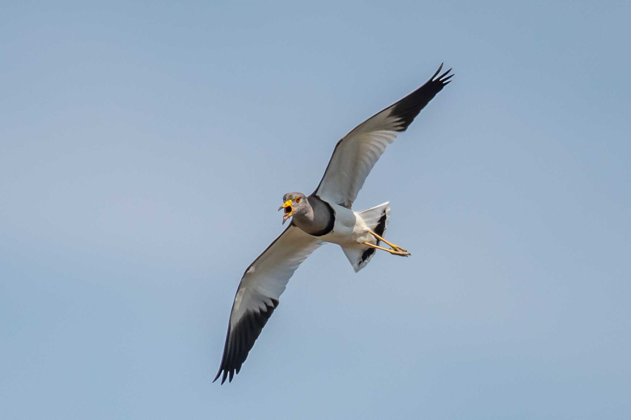 Photo of Grey-headed Lapwing at 明石市　赤根川 by ときのたまお