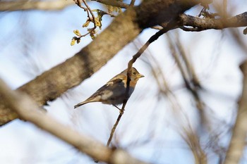 アトリ 大麻生野鳥の森公園 2019年3月31日(日)