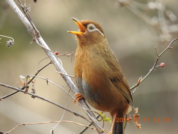 Chinese Hwamei 秋ヶ瀬公園(ピクニックの森) Mon, 2/11/2019