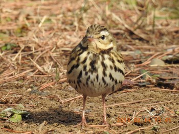 ビンズイ 秋ヶ瀬公園(野鳥の森) 2019年2月14日(木)