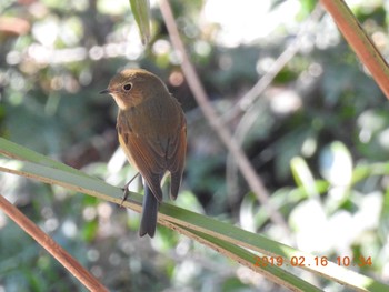 ルリビタキ 秋ヶ瀬公園(野鳥の森) 2019年2月16日(土)