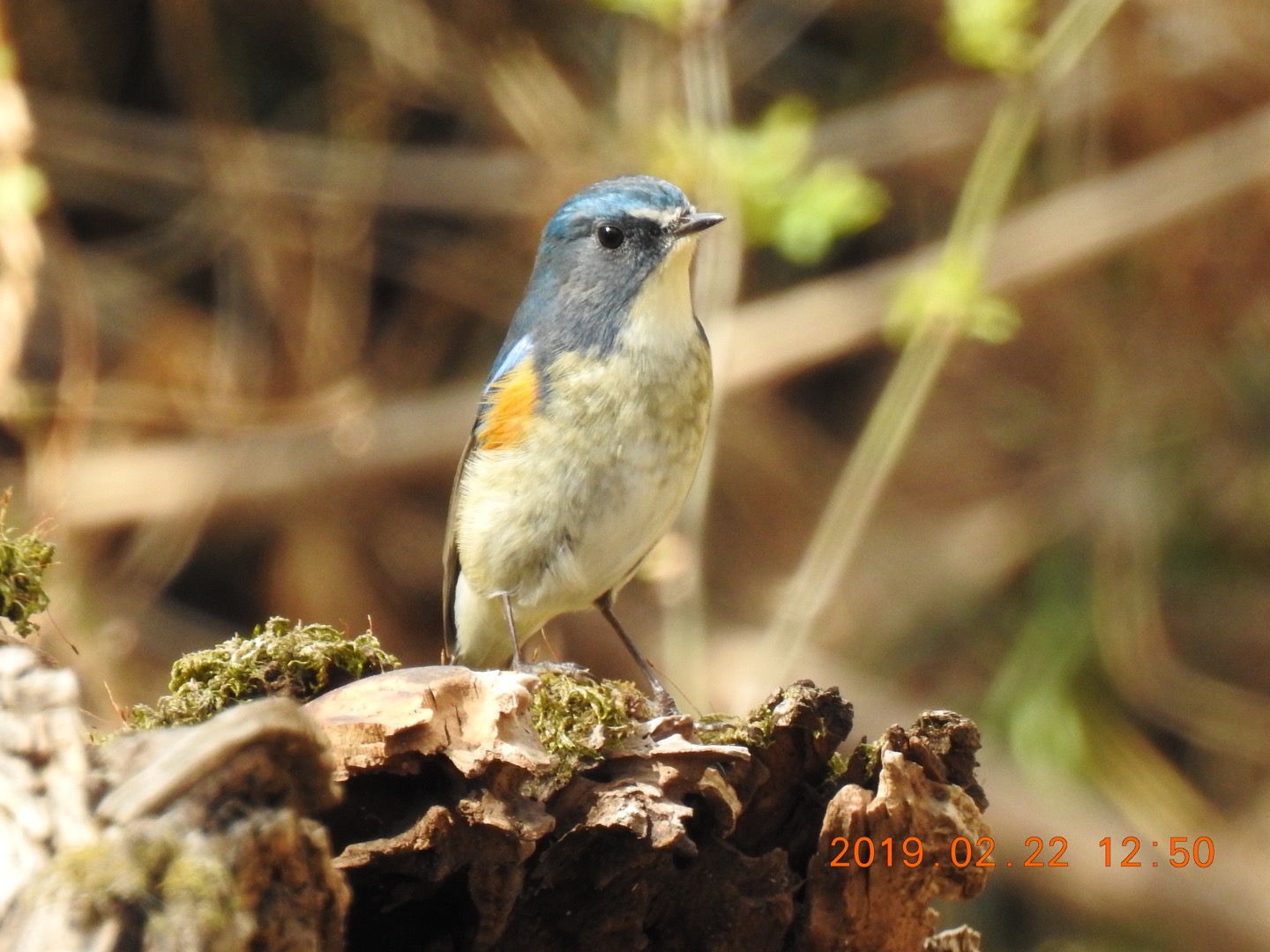 秋ヶ瀬公園(野鳥の森) ルリビタキの写真 by なおんなおん