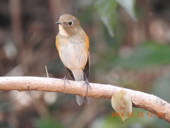 ルリビタキ 秋ヶ瀬公園(野鳥の森) 2019年2月22日(金)