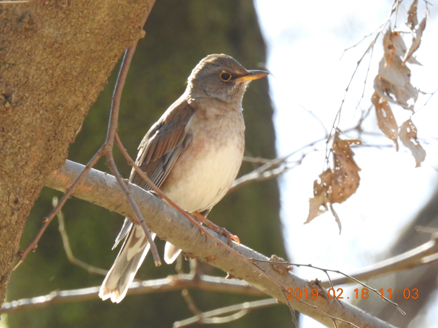 Photo of Pale Thrush at 秋ヶ瀬公園(野鳥の森) by なおんなおん