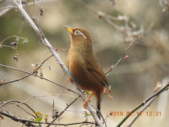 ガビチョウ 秋ヶ瀬公園(野鳥の森) 2019年2月11日(月)