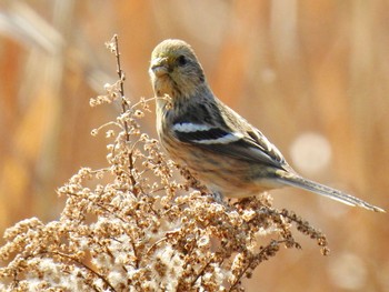 Siberian Long-tailed Rosefinch 七里総合公園 Fri, 3/15/2019