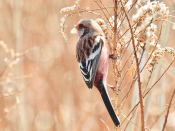 Siberian Long-tailed Rosefinch 七里総合公園 Fri, 3/15/2019