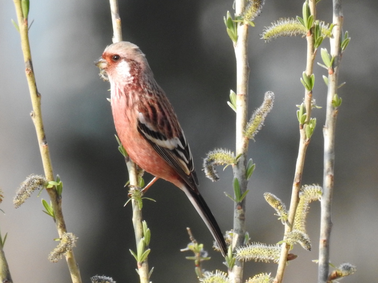 Photo of Siberian Long-tailed Rosefinch at 七里総合公園 by なおんなおん