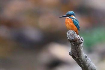 カワセミ 定光寺公園 2019年3月30日(土)