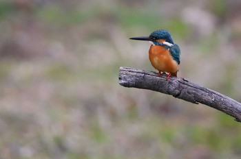 カワセミ 定光寺公園 2019年3月30日(土)