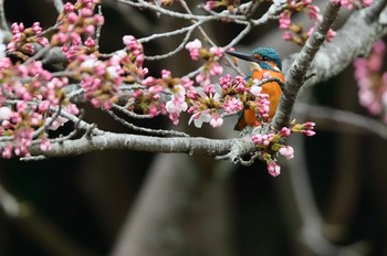 カワセミ 定光寺公園 2019年3月30日(土)