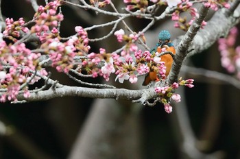 カワセミ 定光寺公園 2019年3月30日(土)