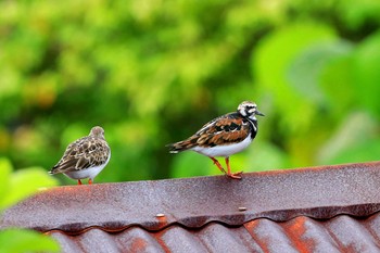 Ruddy Turnstone Peleliu Island (Palau) Thu, 3/21/2019