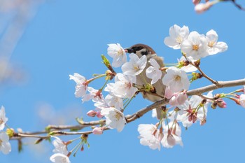 スズメ 場所が不明 2019年4月1日(月)