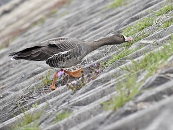 カリガネ 場所が不明 2019年3月31日(日)