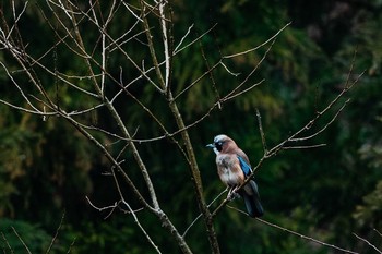 Eurasian Jay 福島県 Sun, 3/31/2019