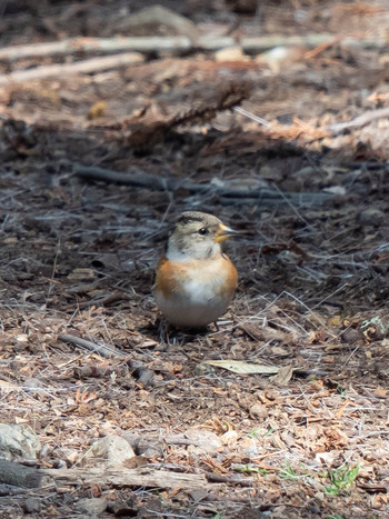 アトリ 奈良公園 2019年4月1日(月)